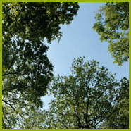 Der Waldfriedhof Lauheide